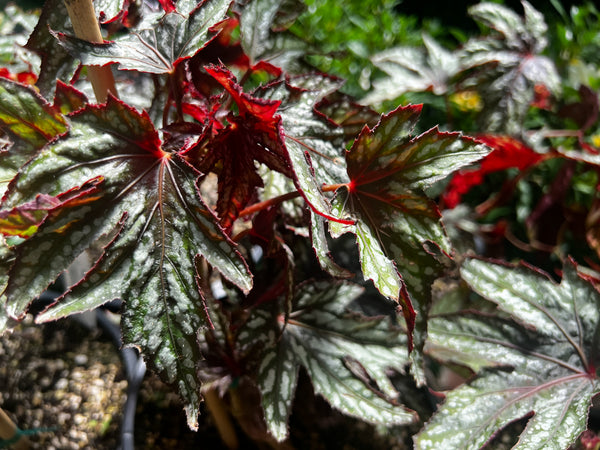 Begonia 'Mr. O'Flaherty'