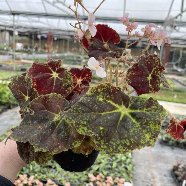 Begonia 'Night Eyes'
