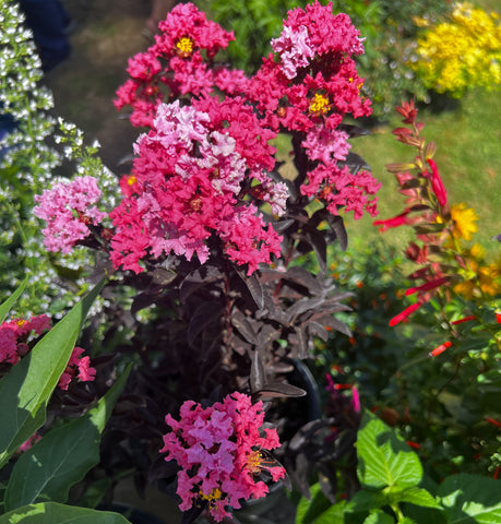 Lagerstroemia 'SMNLCIBF' (aka Center Stage® Red)