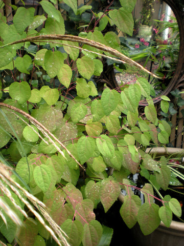 Cercidiphyllum japonicum (aka Katsura)