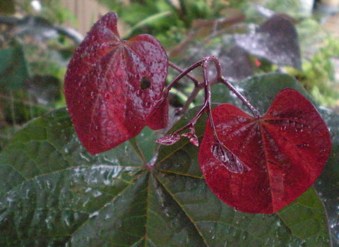 Cercis canadensis 'Forest Pansy'