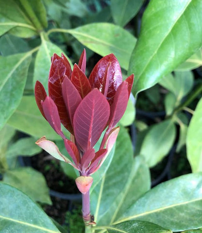 Machilus thunbergii