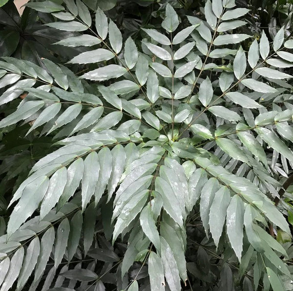 Mahonia confusa 'Cistus Silver'