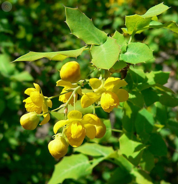 Mahonia fremontii 21.0212 (Fremont's Barberry)