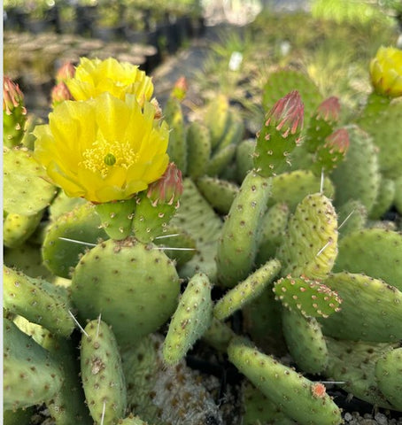 Opuntia humifusa x macrorhiza