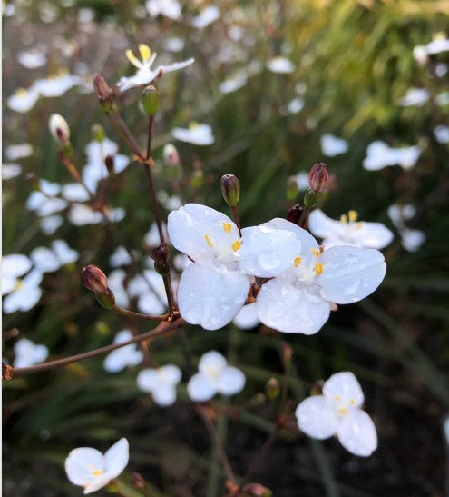 Libertia 'Amazing Grace'