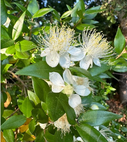 Myrtus communis 'Ann McDonald'