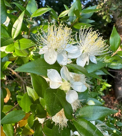 Myrtus communis 'Ann McDonald'