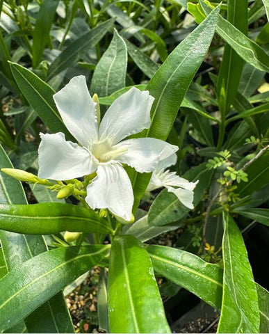 Nerium oleander 'Hardy White'