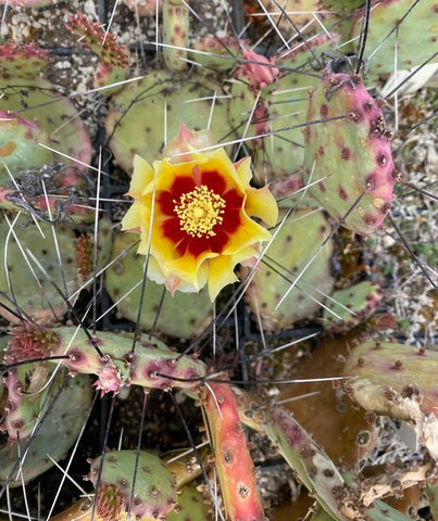 Opuntia macrocentra [Linda Callahan] (Purple Prickly Pear)