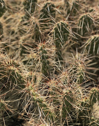 Opuntia phaeacantha 'Little Millard'