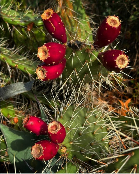 Opuntia phaeacantha - St. George, UT