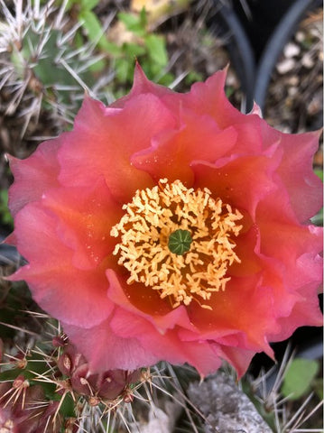 Opuntia polycantha 'Crystal Tide'