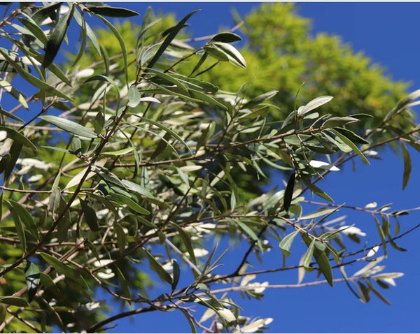 Olea europaea 'Pendolino’