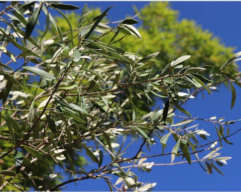 Olea europaea 'Pendolino’