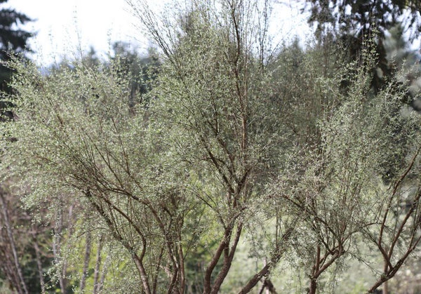 Olearia virgata var. lineata 'Dartonii'