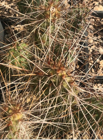 Opuntia polycantha 'Imnaha Gold'