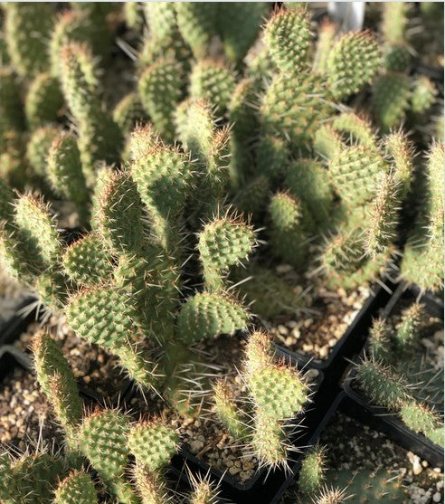 Opuntia polycantha 'Tim Hannis'