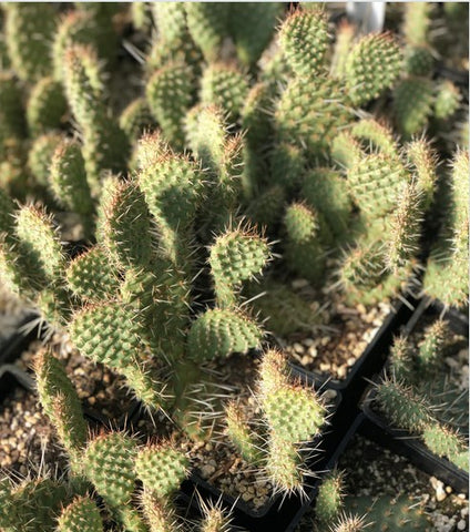 Opuntia polycantha 'Tim Hannis'