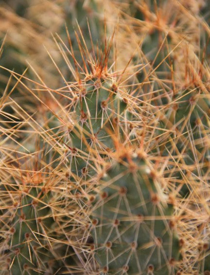 Opuntia polyacantha [SBH 7505b]