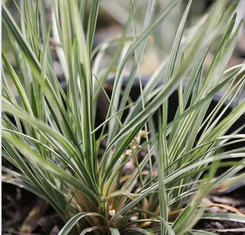 Ophiopogon japonicus 'Kigimafikuduma' (aka 'Variegata', Silver Mist Mondo Grass)