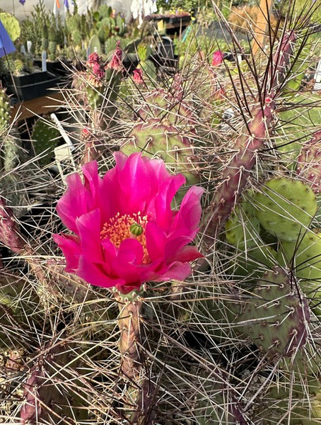 Opuntia rhodantha 'Dark Knight'