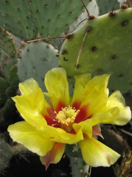 Opuntia violacea 'Goldy Lash'