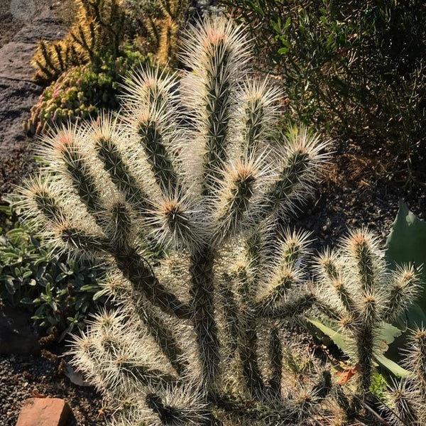 Cylindropuntia whipplei 'Snow Leopard' (aka Opuntia whipplei 'Snow Leopard')