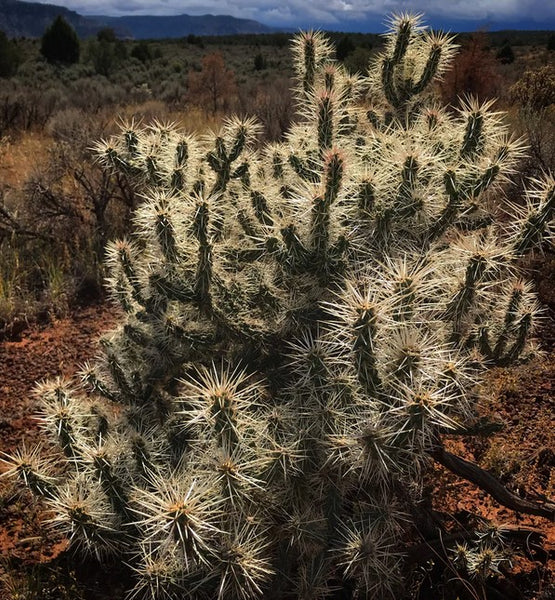 Cylindropuntia whipplei [Trumball Pink] (aka Opuntia whipplei [Trumball Pink])