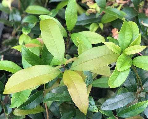 Osmanthus fragrans var. aurantiacus - Nanjing selection