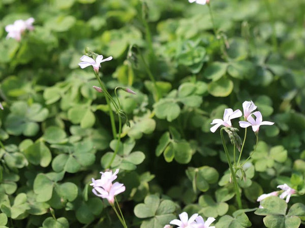 Oxalis crassipes 'White Pearl'