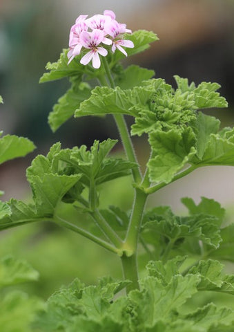 Pelargonium citronellum (aka Mosquito Plant)