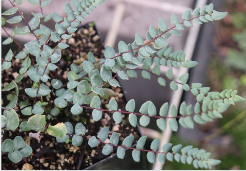 Pellaea bridgesii [Wallowa Co., OR] (Bridges' Cliffbrake)