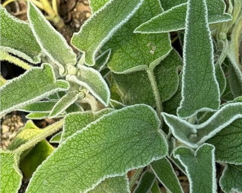 Phlomis x 'Orangette'