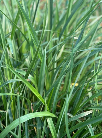 Phormium cookianum