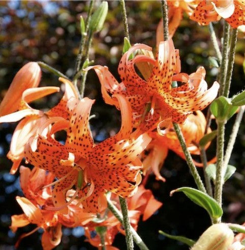 Lilium lancifolium 'Flore Pleno'