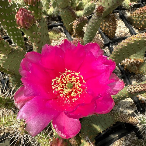 Opuntia basilaris var. aurea 'Red Rocks'