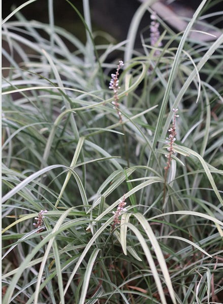 Liriope spicata 'Silver Dragon'