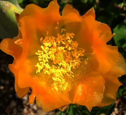 Opuntia cacanapa 'Ellisiana'