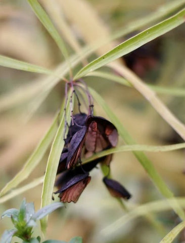 Lomatia myricoides