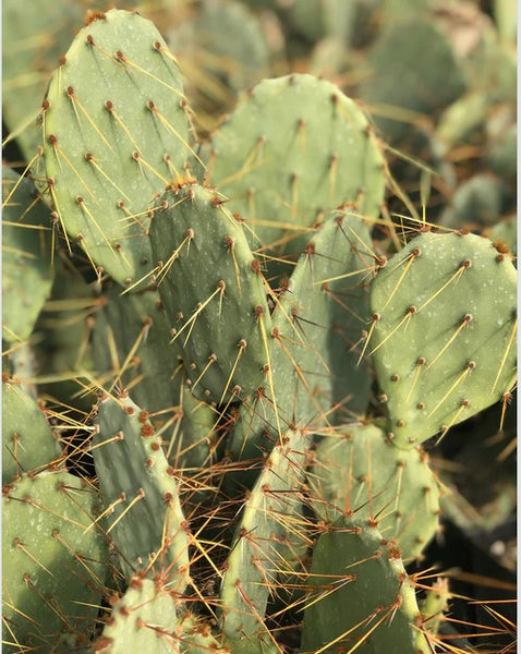 Opuntia engelmannii - golden spined