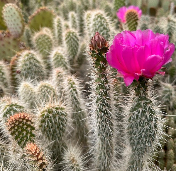 Opuntia erinacea 'Browse Cherry'