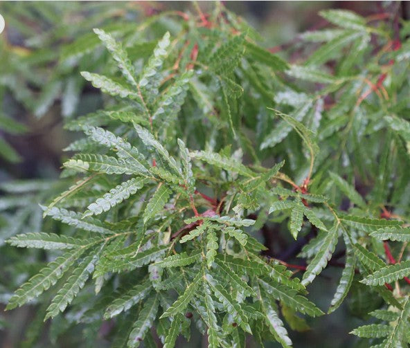 Lyonothamnus floribundus var. aspleniifolius