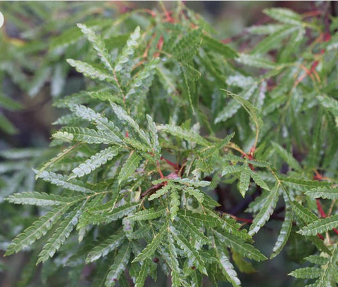 Lyonothamnus floribundus var. aspleniifolius