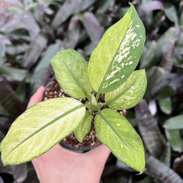 Dieffenbachia 'Crocodile'