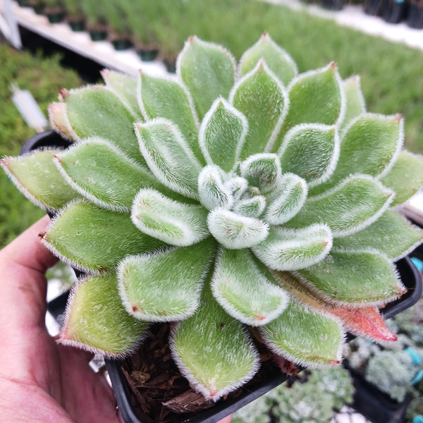 Echeveria 'Doris Taylor'