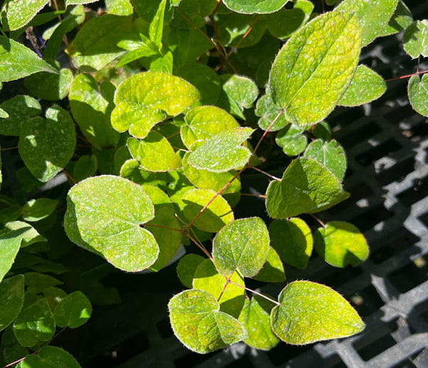 Epimedium grandiflorum 'Bicolor Giant'