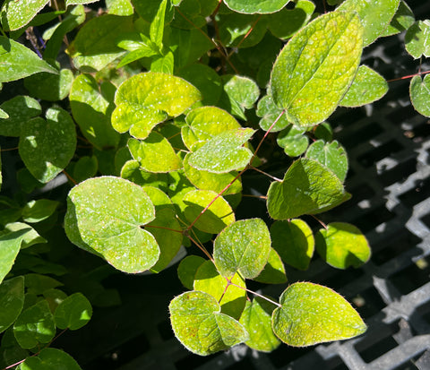 Epimedium grandiflorum 'Bicolor Giant'