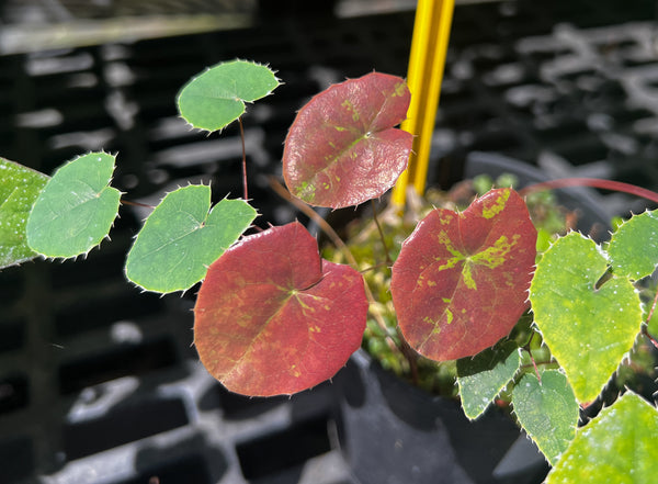 Epimedium shuichengense 'Bonfire'