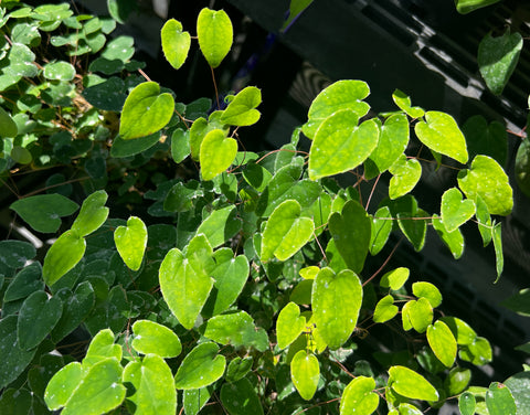 Epimedium grandiflorum var. higoense 'Confetti'